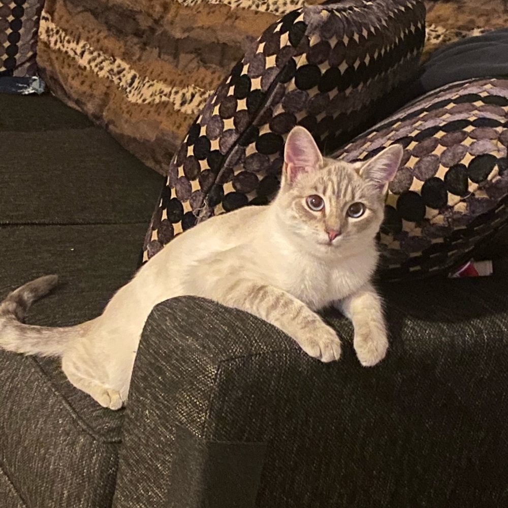 Meet your Posher, Angelica